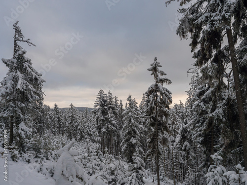 View of winter landscape with fields downhill over snowy spruce tree forest with snow covered conifers. Brdy Mountains  Hills in central Czech Republic  cloudy evening