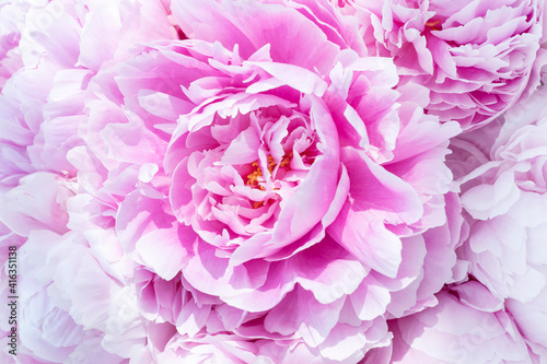 Close up image of huge pink peony blossom with gentle petals. Copyspace, greetings concept. Congratulation with womans, mothres day, birthday, wedding.