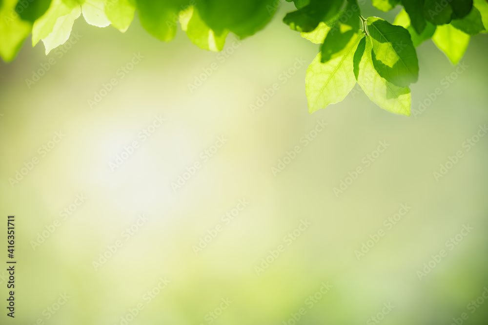 Beautiful nature view green leaf on blurred greenery background under sunlight with bokeh and copy space using as background natural plants landscape, ecology wallpaper concept. Beautiful nature view green leaf on blurred greenery background under sunlight with bokeh and copy space using as background natural plants landscape, ecology wallpaper concept.