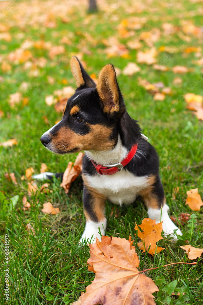 Little corgi sitting on the green grass with yellow fallen leaves in autumn park, pembroke welsh puppy looking away, dog with red collar Little corgi sitting on the green grass with yellow fallen leaves in autumn park, pembroke welsh puppy looking away, dog with red collar