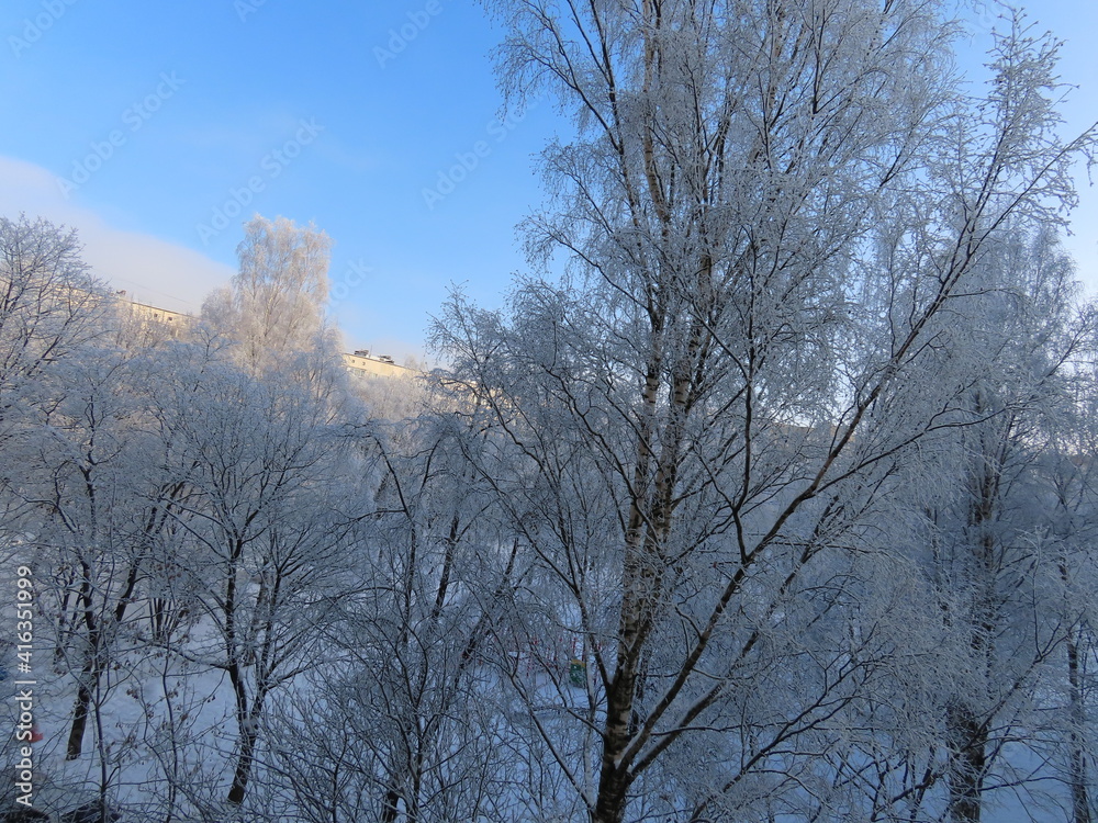 Trees in the snow Trees in the snow