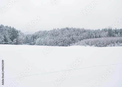 White snow covered field with frozen spruce and broadleaf trees on horizon and white sky background. Snowy forest landscape. Winter background concept.