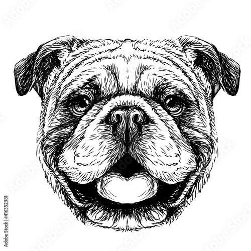 Bulldog. Black-and-white, graphic portrait of an English bulldog in a sketch style. Digital vector graphics.