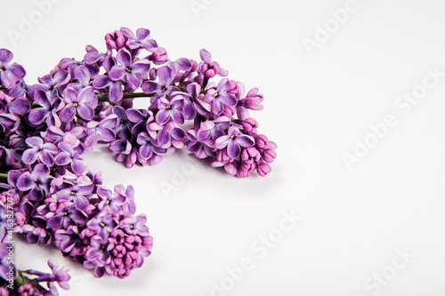 Branch of bright lilac flowers on the white background. Minimal spring concept. Congratulations on mother s day. Close-up view