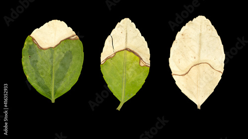 Euonymus japonicas autumn half dry leaves close-up isolated on black background photo