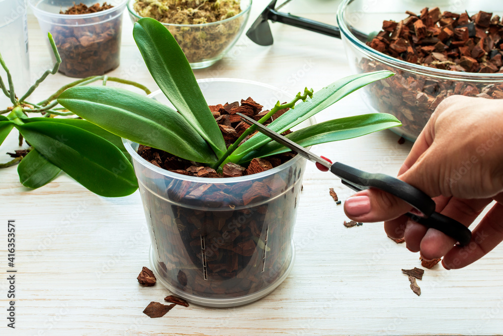 Φωτογραφία Cutting old peduncle phalaenopsis with scissors
