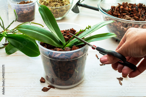 Cutting old peduncle phalaenopsis with scissors. Plant care orchids. Cutting roots of orchids. Home gardening