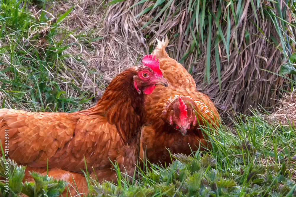 chickens in rural life eating in the meadow Cottage decor slow rural life Farm in the village agriculture chickens in rural life eating in the meadow Cottage decor slow rural life Farm in the village agriculture