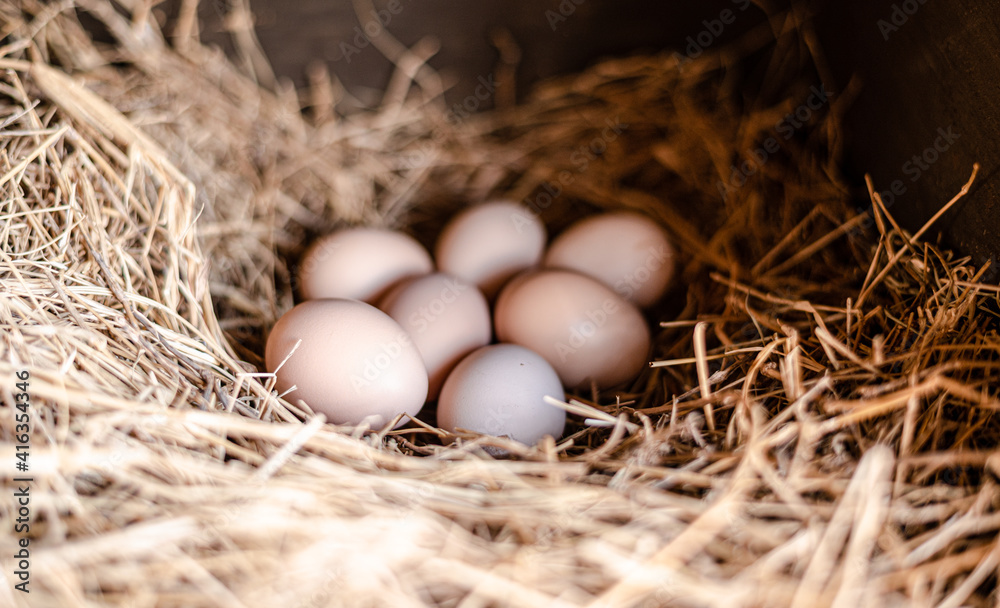 Huevos frescos de gallina en un nido de caja con heno Huevos frescos de gallina en un nido de caja con heno