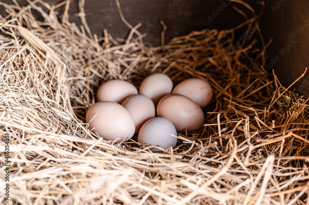 Huevos de gallina en un nido de paja 