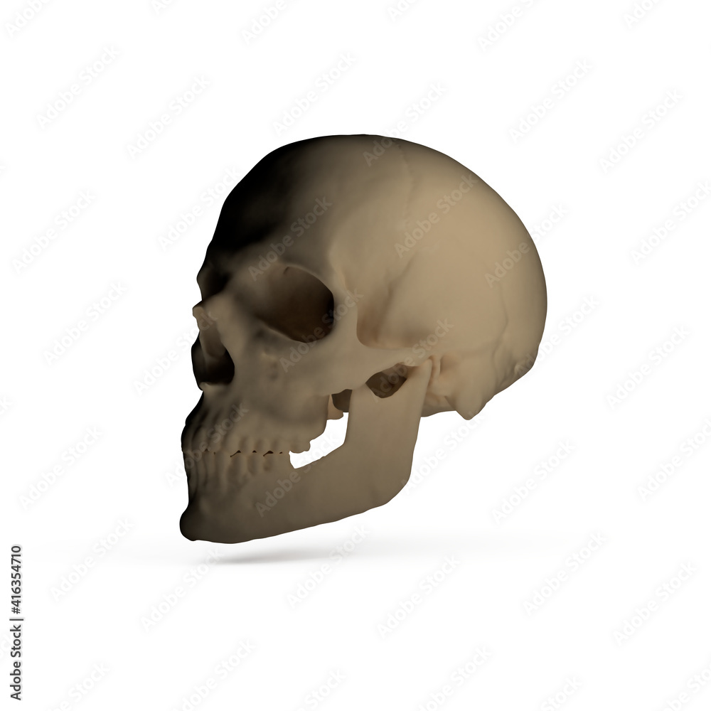 human skull isolated on white background human skull isolated on white background