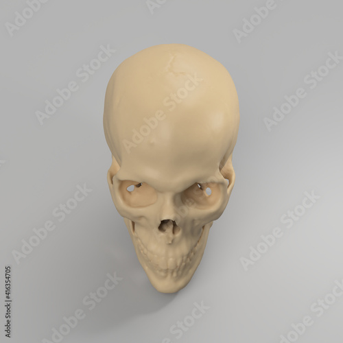 human skull isolated on grey looking down