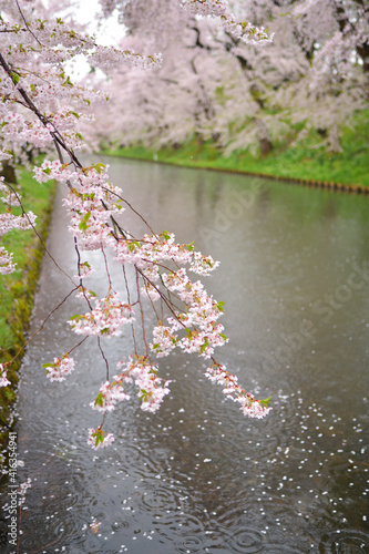 雨の弘前城　桜
