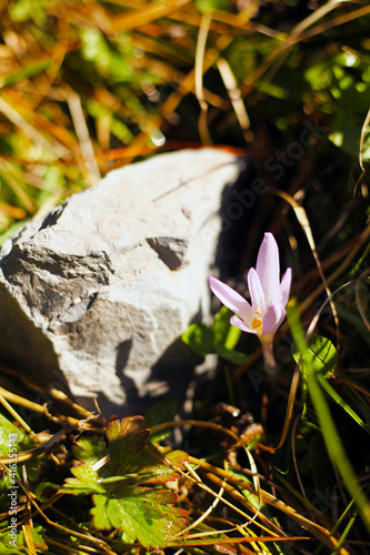 Alpenblume am Oschinensee photo