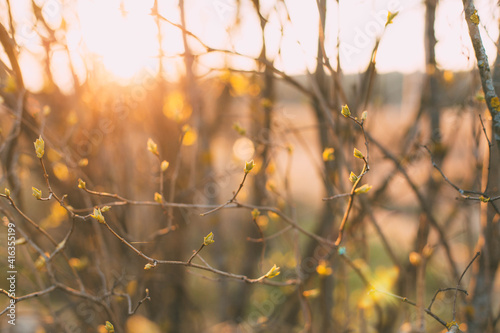 spring background thin spring twigs with young fresh tree buds at golden hour at sunset, spring mood