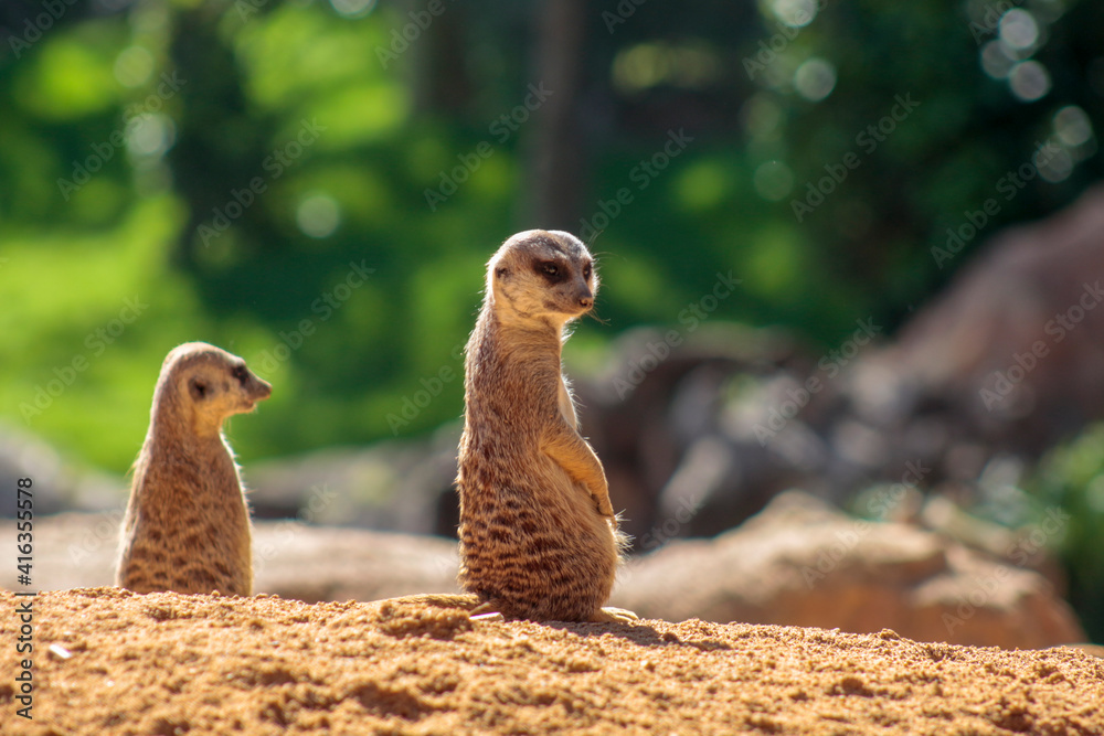 Fototapeta premium Animals in the wild from Bioparc (Valencia, Spain)