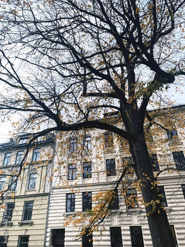 Photography Oslo & Autumn