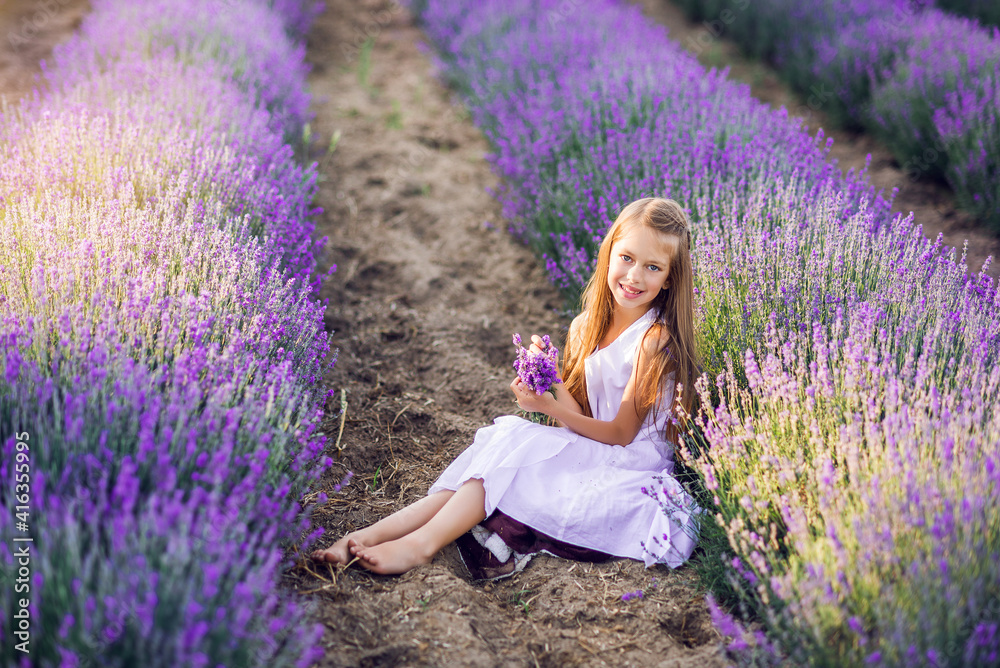 cute young girl collects lavender. A girl sits in lavender in the sun. cute young girl collects lavender. A girl sits in lavender in the sun.