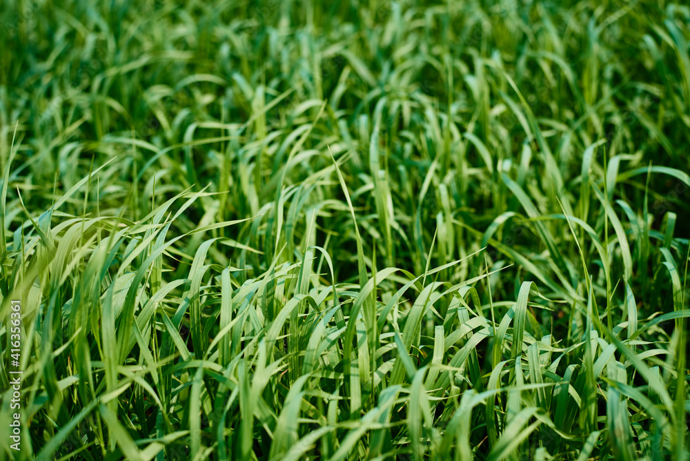 Field of the fresh green grass, soft focus. Abstract texture