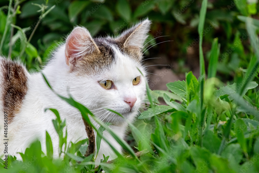 White spotted cat close up in the garden among the tall grass