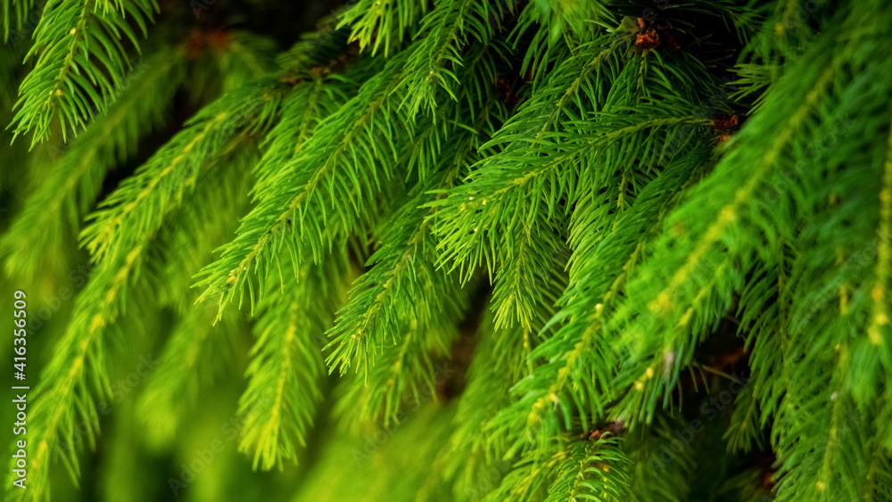 Spruce branch with bright green young needles