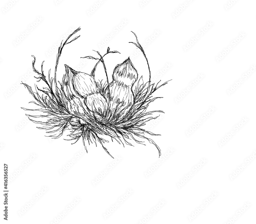 Monochrome picture by hand drawn technique with black ink on white paper. Conceptual line art show “Pea nest” nuts own a bird’s nest.