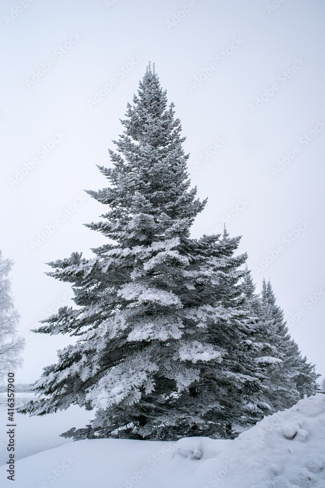 Spruce covered with snow on white background, winter forest. Selective focus.