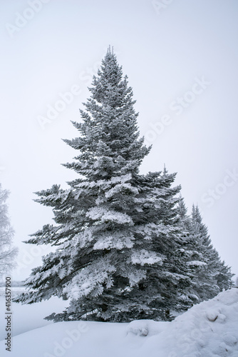 Spruce covered with snow on white background, winter forest. Selective focus. © Aimur