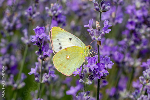 Colias croceus, Clouded Yellow butterfly on purple flower