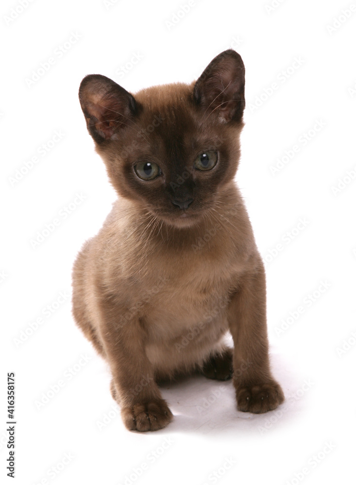 brown burmese kitten