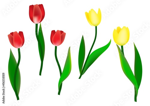 red and yellow tulips isolated on a white background. a4. drawing by hand. design of postcards, greetings.