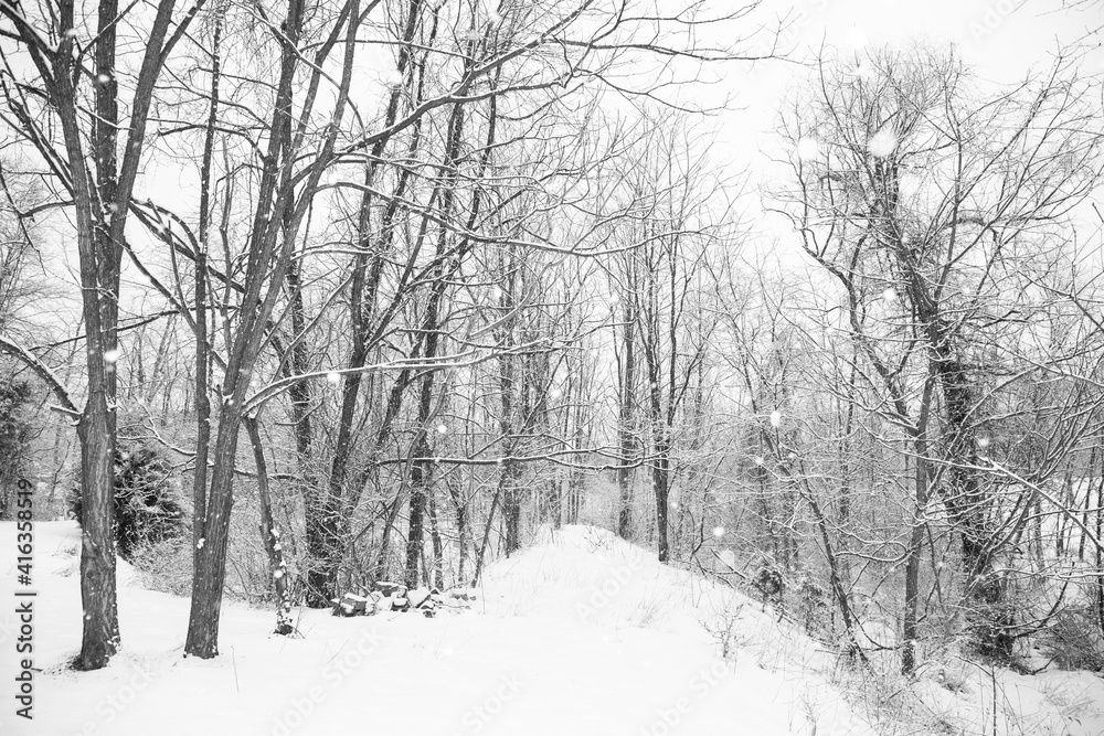 Winter Trees Winter Trees