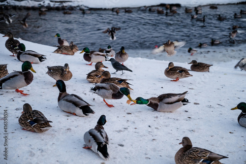 Ducks fighting for piece of bread on snow near small unfrozen river in city. Winter weather.