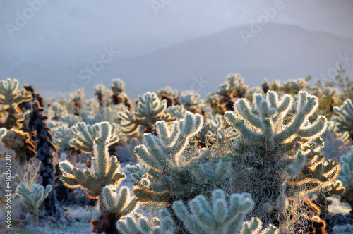 Teddy-bear Cholla, Cylindropuntia bigelovii, Joshua Tree National Park, California. photo