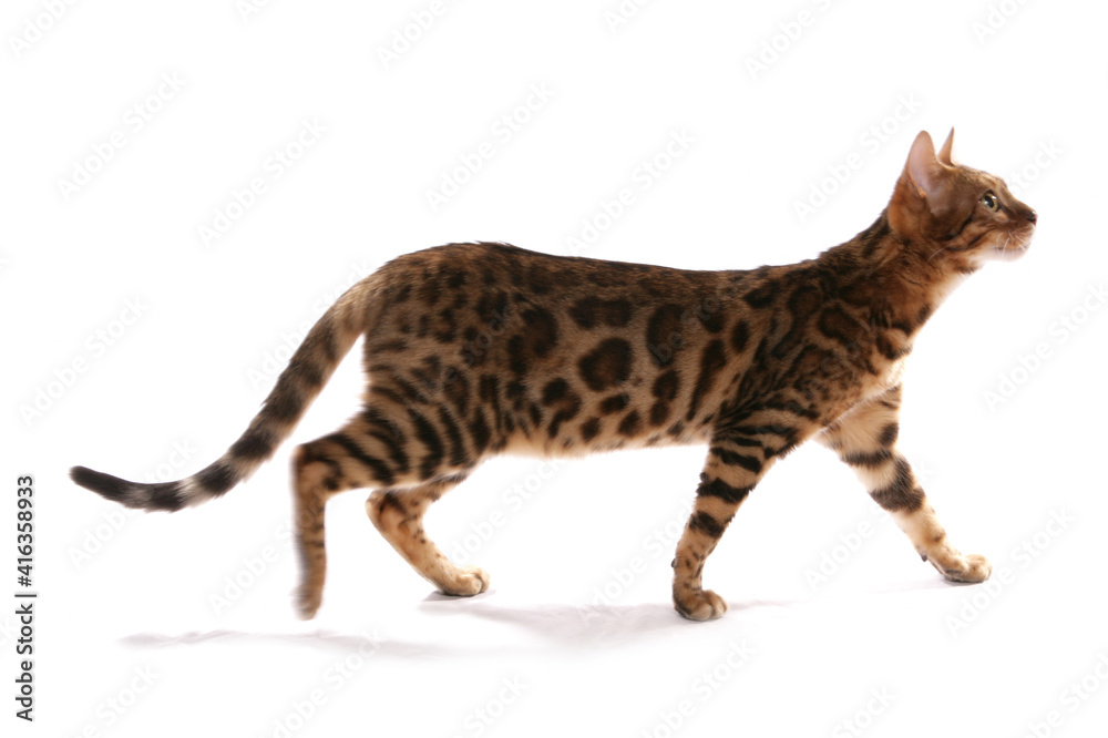 Rosetted Bengal Cat walking