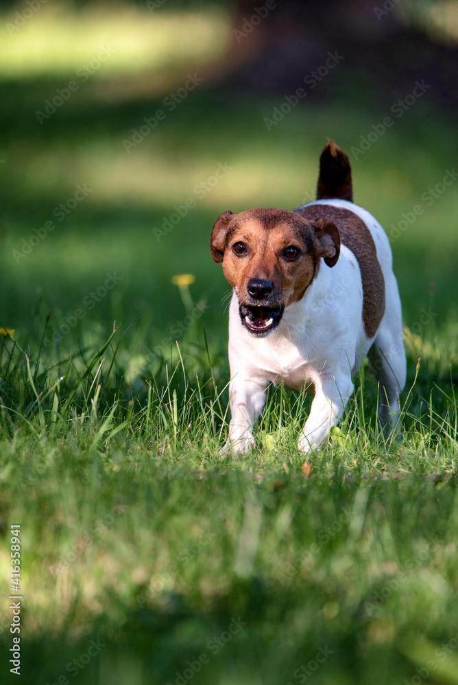 Jack russell terrier playing in the summer park at noon.