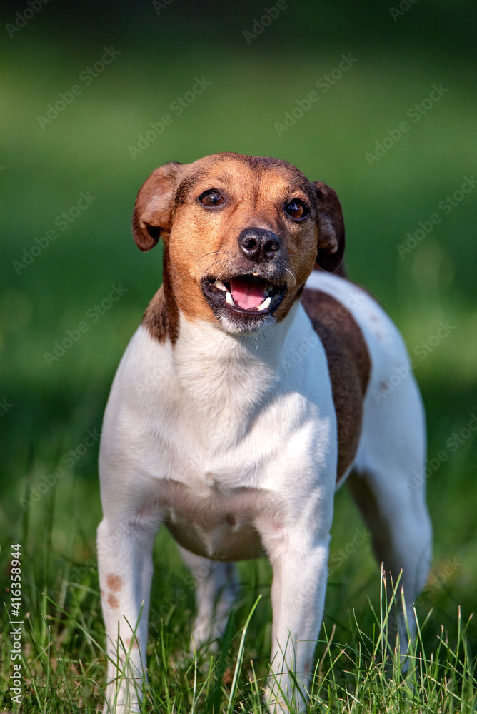 Jack russell terrier playing in the summer park at noon.