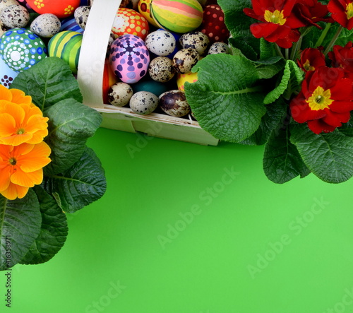 Primroses and painted eggs on green background  photo