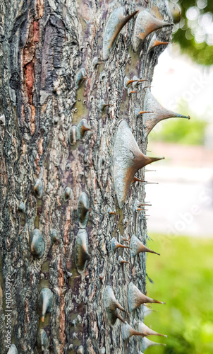 Close up of a tree trunk