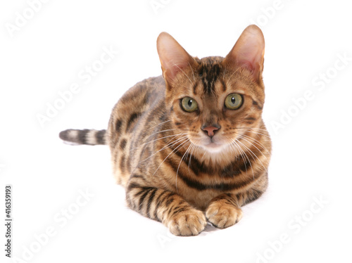 Rosetted Bengal Cat © Chris Brignell