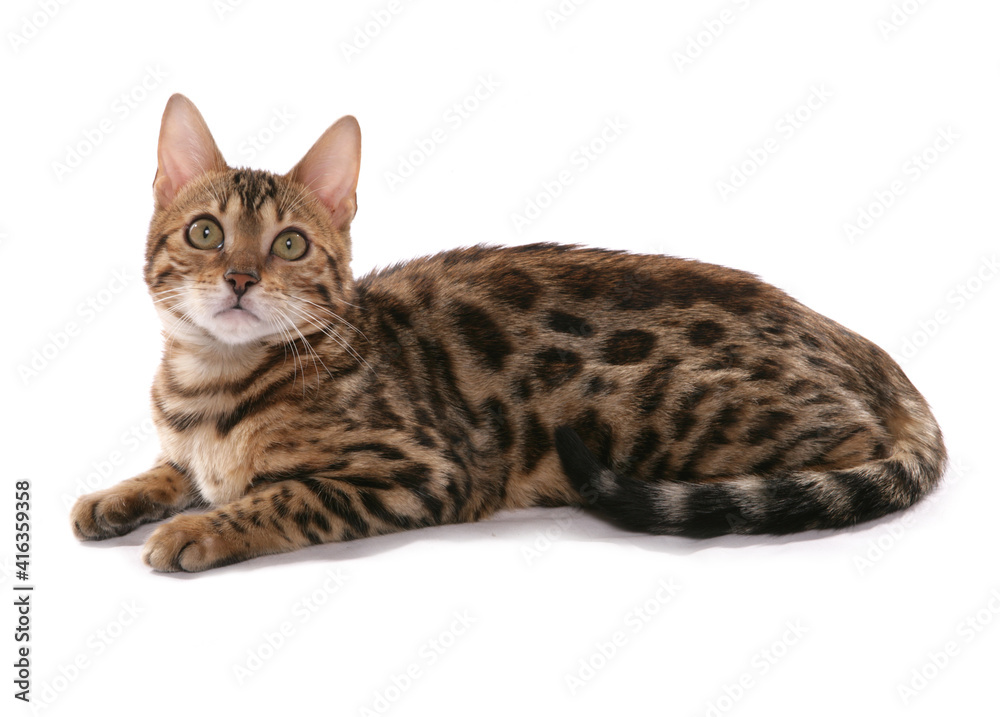Fototapeta premium Rosetted Bengal Cat