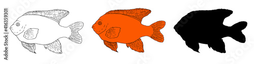 Vector set of Garibaldi fish in orange color black outline and black silhouette isolated elements of marine protected fish for design template. hand-drawn fish sketch set