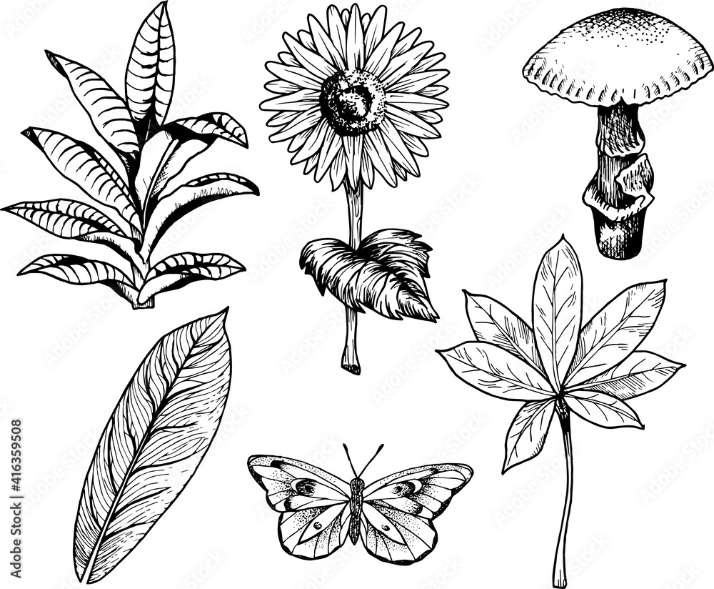 Set de elementos botánicos dibujados a mano