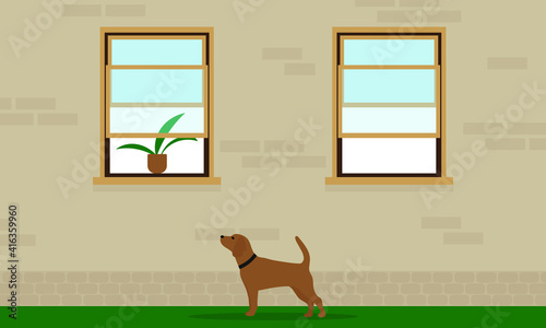 A dog with a collar stands on the grass under the windows of the house