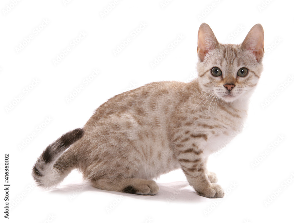 aoc eyed snow spotted bengal kitten