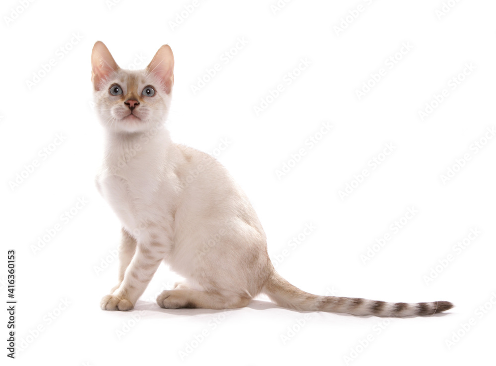 Blue Eyed Snow Bengal Kittens