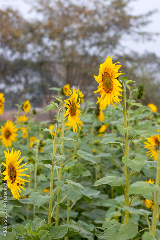Bloomed sunflowers on the tree in a field Bloomed sunflowers on the tree in a field