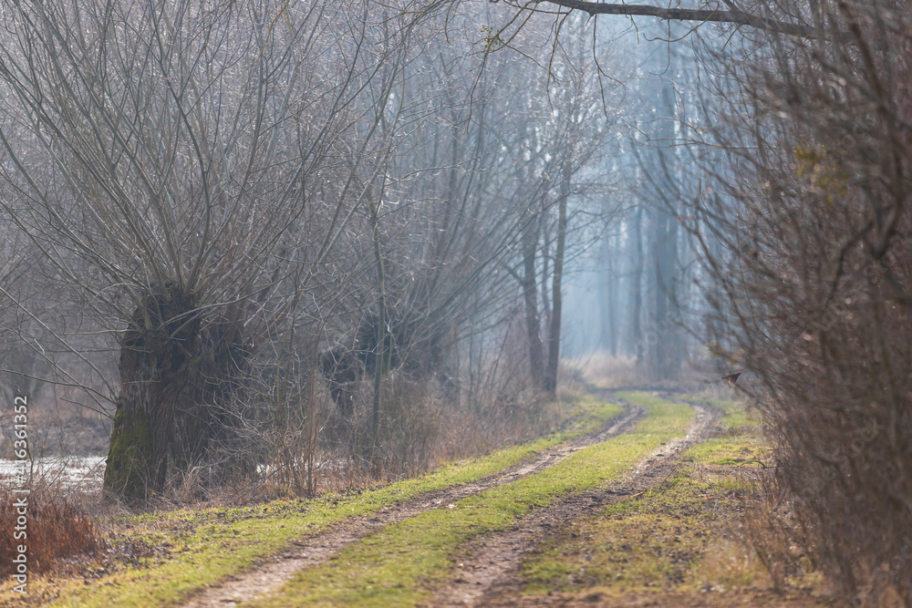 Forest Road. Along the road grow willows flooded with spring water. Forest Road. Along the road grow willows flooded with spring water.