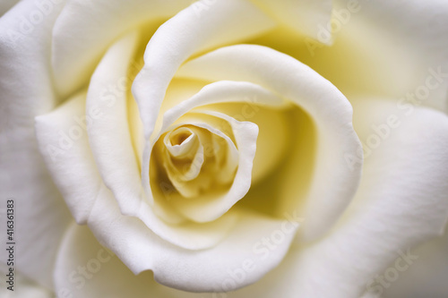 White rose flower close-up, macro, toned, soft selective focus. Floral vintage delicate background