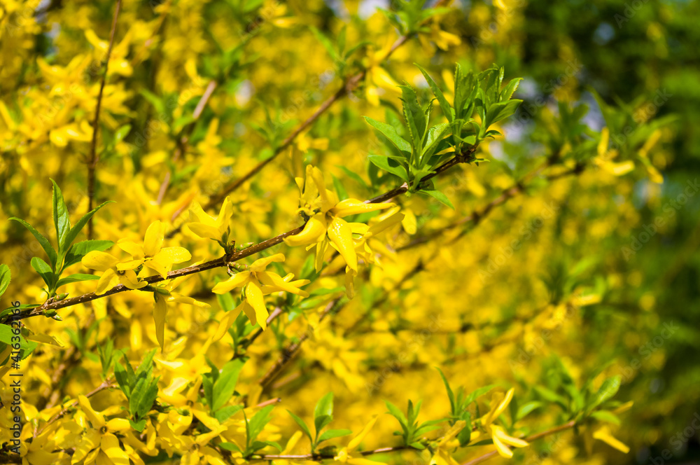 A large bush of bright yellow flowers of the Forsythia plant, Easter tree, in the park on a sunny day in early spring, a beautiful floral background. A large bush of bright yellow flowers of the Forsythia plant, Easter tree, in the park on a sunny day in early spring, a beautiful floral background.